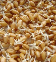 Пророщенные семена пшеницы 