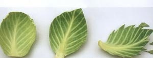 Вырежьте из капусты листья