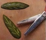 листьев из цукини можно обрезать ножницами 