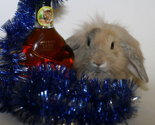 Новогодний кролик 2011 - открытка