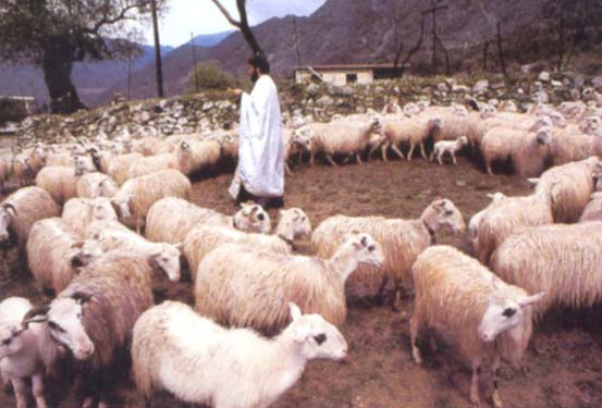 Освящение овец и баранов